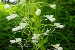 Habenaria commelinifolia